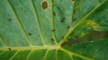 Large ants crawling around and eating a tropical plant 