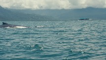 Blue whales surfacing at the pacific coast of Costa Rica