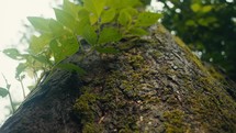 Tropical trees and plant life in the rainforest jungles of Costa Rica