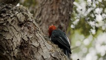 Male Magellanic Woodpecker Feeding On The Tree In Tierra del Fuego National Park, Argentina - Close Up