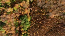 Orange Trees In Autumn In The Italian Mountains Overhead View