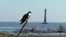 A small shark swimming past a Great Blue Heron in the  Atlantic Ocean Coast of South Carolina during sunrise 