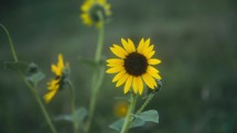 Beautiful Sunflowers On The Prairie