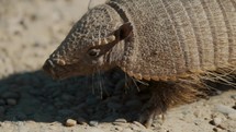 Closeup Of Head Of Dwarf Armadillo Foraging In Valdes Peninsula, Chubut, Argentina.	