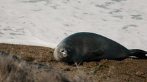 Elephant Seal Sleeping on the Beach In Valdes Peninsula, Chubut, Argentina.	