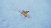 Colorful Leaf In The Snow In Winter