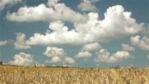   clouds over a field of wheat 