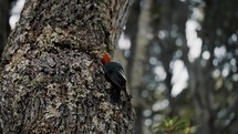 Magellanic Woodpecker Male Bird In The Woods Of Tierra del Fuego, Argentina