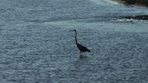 A large Great Blue Heron hunting in the  Atlantic Ocean Coast of South Carolina during sunrise