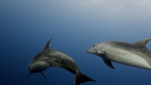 Dolphins in the Blue in the Atoll of Rangiroa in the French Polynesia