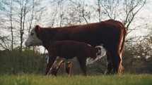 Calf feeding, young cow with mother drinking milk from udder, farm animals, rural setting 4K video