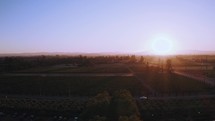 A rising view of the sun setting over a grape vineyard.

