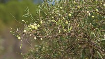Olive food on the tree for production of oil