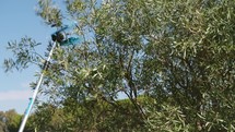 Harvesting Olives from tree