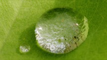 Water droplet on leaf, macro