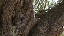 Trunk of a secular olive tree in Calabria