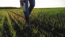 Agriculture industry. Farmer inspects in a green wheat field. Digital tablet in man hand. Agronomist walks through the green field in rubber boots. Man agriculturist inspects a field of small wheat.