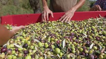 Hand touching olive for production of Extra virgin Oil