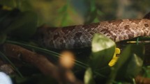 slithering snake in slow motion 