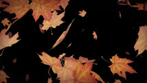 Autumn leaves falling animation with Alpha Channel. This animation is with transparent background so you can add your new background. Seamless looping 4k