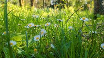Chamomile in the sunny forest