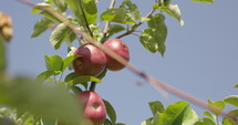 Apple tree in summer - slow motion