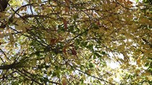 Morning sunshine through autumn leaves on a tree