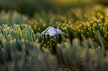 engagement ring in a bush 