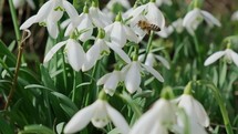 Snowdrop pollinated by bee during early spring in forest. Snowdrops, flower, spring. White snowdrops bloom in garden, early spring, signaling end of winter. Slow motion, close up