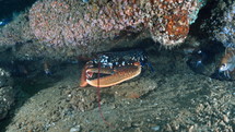 Blue Lobster in a wreckage - Atlantic France