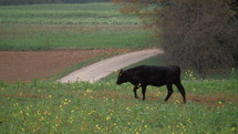 Cow walking through farmland