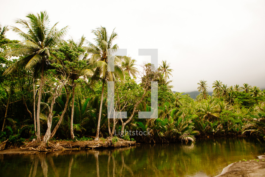 palm trees along a shore in Kau Kau Village 