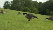 A Flock of Geese Walk Through the Grass and Eat. High quality 4k footage
