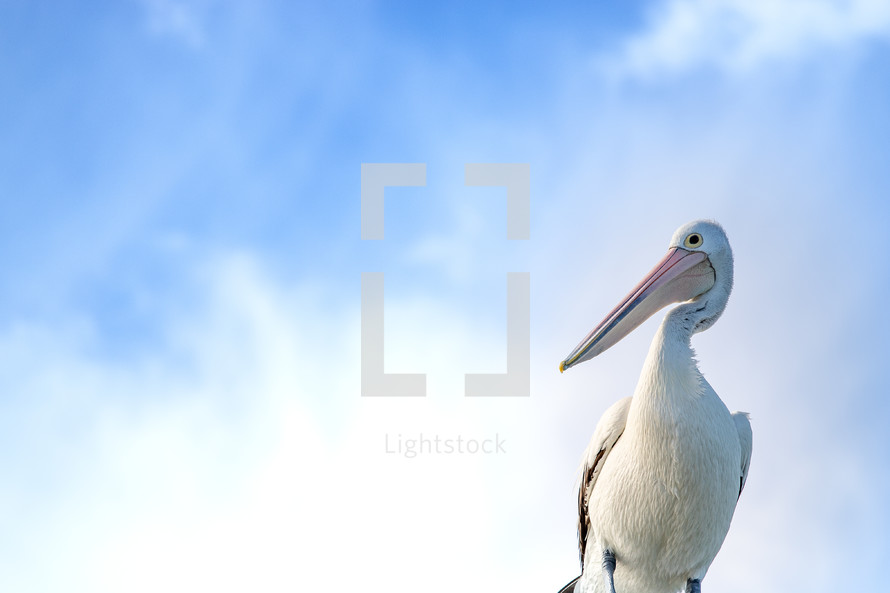 Pelican against a blue sky 