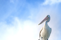 Pelican against a blue sky 