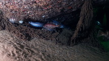 Blue Lobster in a wreckage hunting fishes - Atlantic France