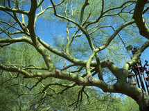 A green tree trunk with green branches stretches against a clear blue sky looking like something alien or not of this earth.  