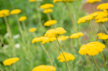 Field of round yellow flowers
