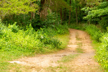 dirt path through the woods 