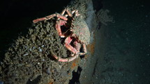 Common Spider Crab on a wreck in the night - Atlantic France