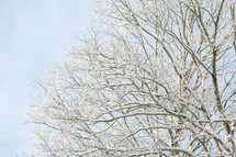 Snow covered branches on crisp winter day