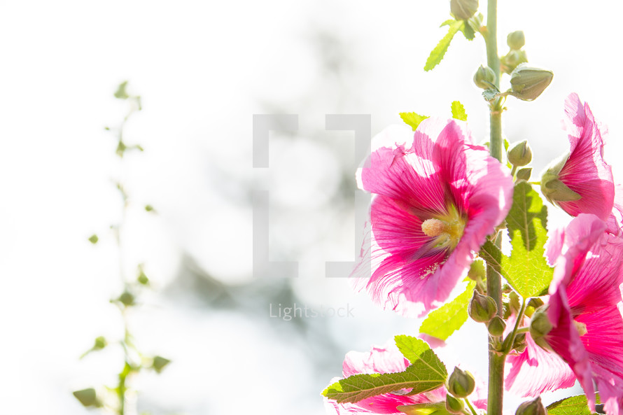 pink flowers in bright sunlight 