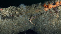 Atlantic Lobster in a wreckage - Atlantic France