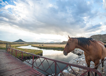 horse standing on a rocky river banks near a bridge 