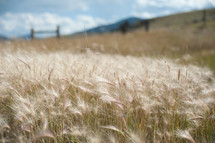 tall wispy grasses in a field 