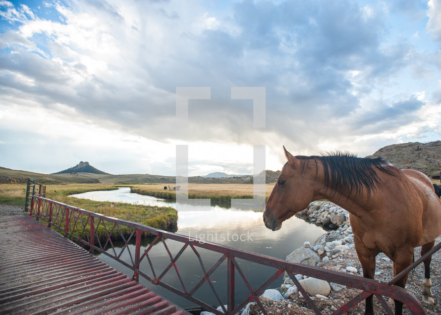 horse standing on a rocky river banks near a bridge 