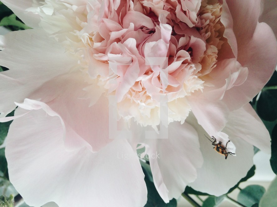 bug on a light pink flower 