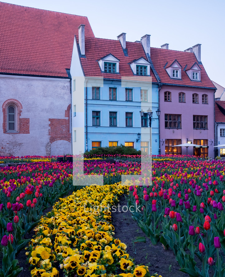 spring pansies and tulips 