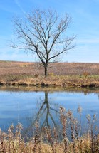 Bare tree reflected in pond