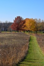 Grass path in field with fall trees